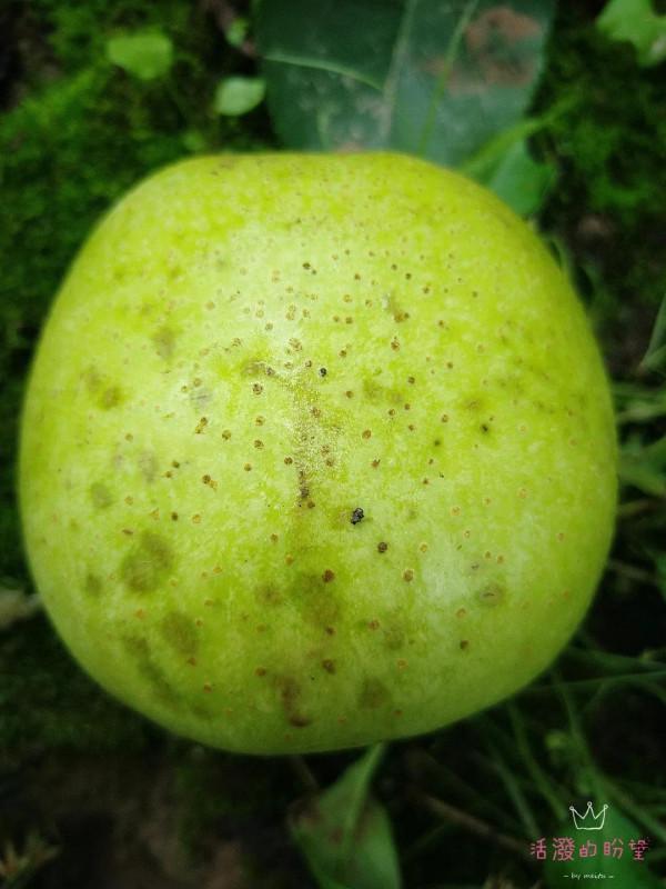 蘋果受損很嚴重，導致減產，幾乎絕收