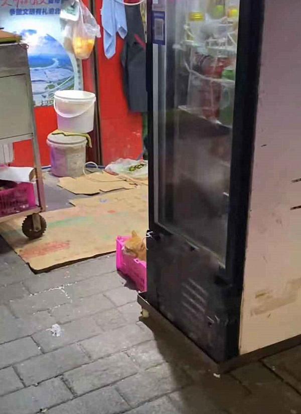 回家路上看見一隻橘貓，鏡頭拉近後都愣住了：這是奶奶喂大的嗎？