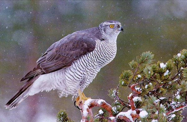 東江攬勝:收集常見鳥類圖譜之猛禽篇,攝鳥人自留地,建議收藏 東江攬勝:收集常見鳥類圖譜之猛禽篇,攝鳥人自留地,建議收藏