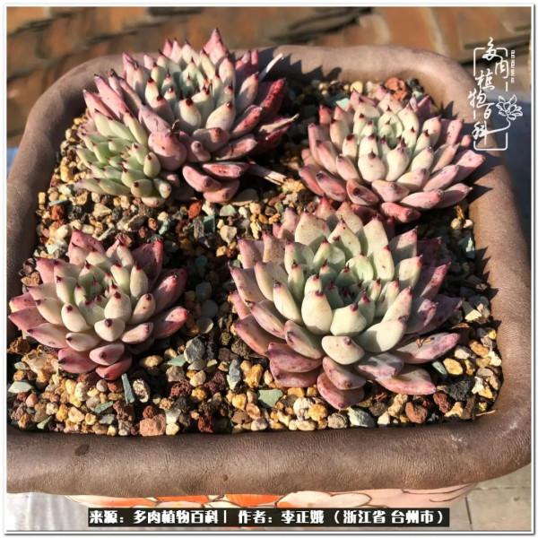 我的多肉，我的小世界