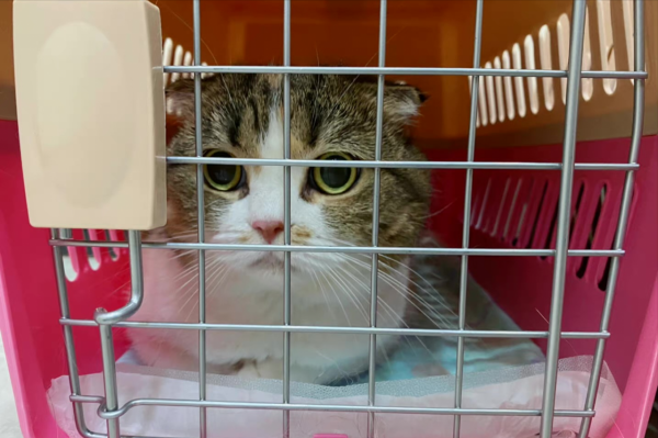 養貓一個月開銷多少？需要做哪些準備？資深鏟屎官為您解答