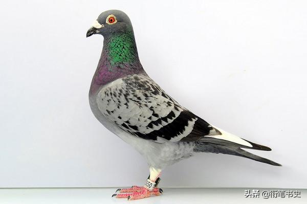 九兵團的傳奇不止長津湖,他們編造的假情報,美國當機密藏了41年 九兵團的傳奇不止長津湖,他們編造的假情報,美國當機密藏了41年