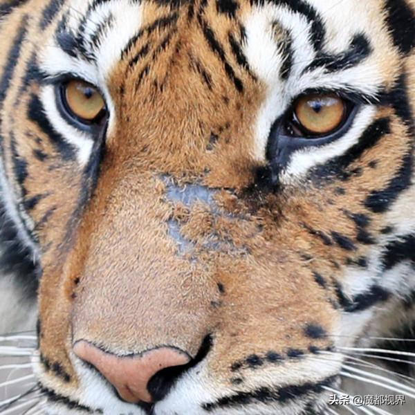 虎頭虎腦 虎虎生威 這波老虎表情包值得擁有