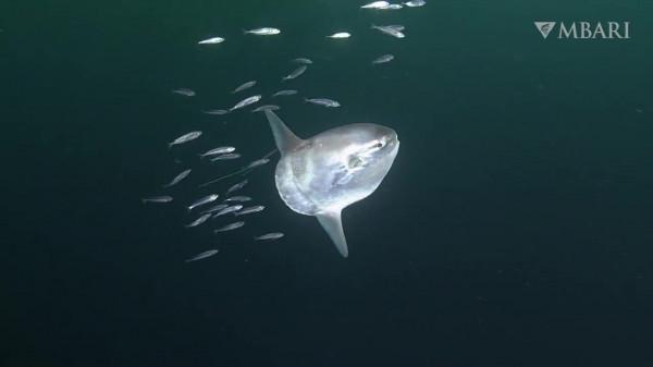 2021年拍攝到的珍稀深海生物 別樣又迷人