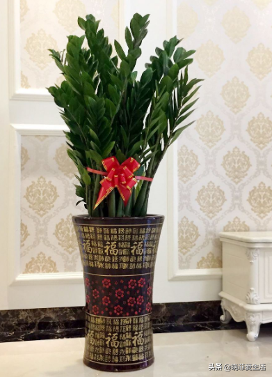 8種漂亮花，可以養一盆，寓意吉祥，旺財又旺家