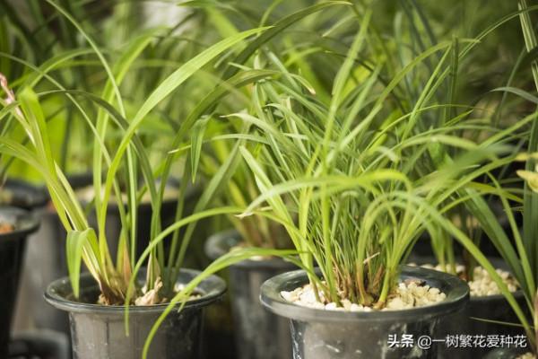 6種北方不適合養的花卉，環境、技術不到位容易死