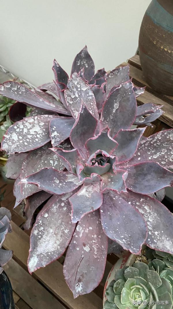 入冬的多肉 入冬的多肉