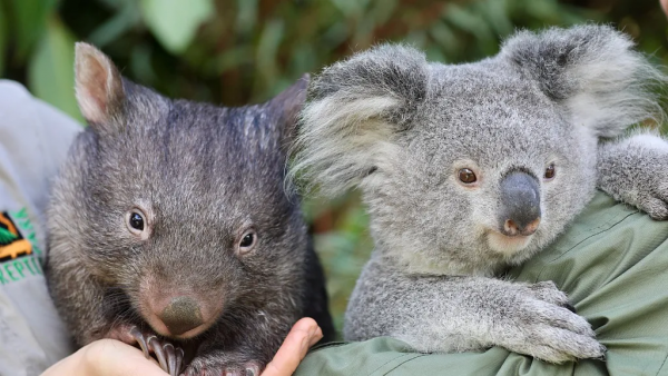這個澳洲土肥圓紅了！靠拉粑粑和賣萌圈粉眾多，卻發現原來是社恐