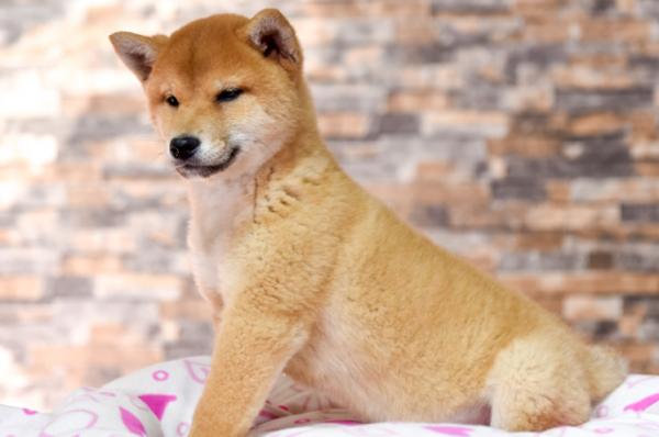 訓練篇：柴犬一生最佳的訓練時間，請你好好“把握”