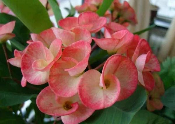 陽臺養三種花，連續開花300天，真美真簡單