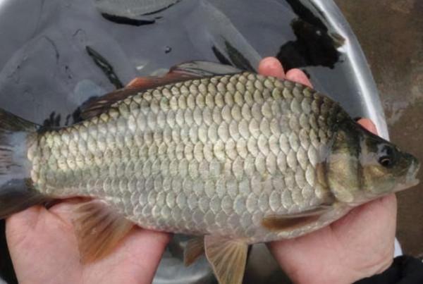 冬天越冷，魚就越不好釣？教你怎麼爆連大板鯽