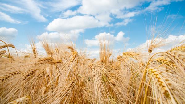 明明是世界產糧大國，仍要花大價錢進口，這其中的原因有哪些？