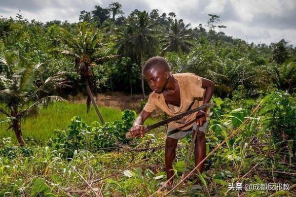 非洲兒童採摘可可豆,工作12小時僅為3美元收入 非洲兒童採摘可可豆,工作12小時僅為3美元收入