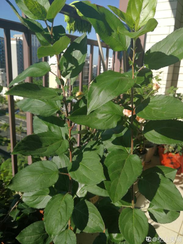 蘋果吃不完,學會這3種處理方法,又能儲存還實用 蘋果吃不完,學會這3種處理方法,又能儲存還實用