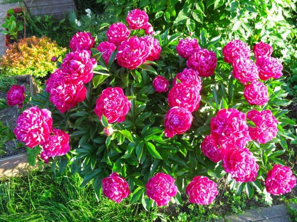 這6種花，栽到院裡不用管，年年到時間就開花