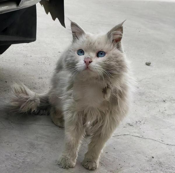 遇到一隻流浪田園貓，看清模樣後卻愣住了：這顏值也太頂了吧