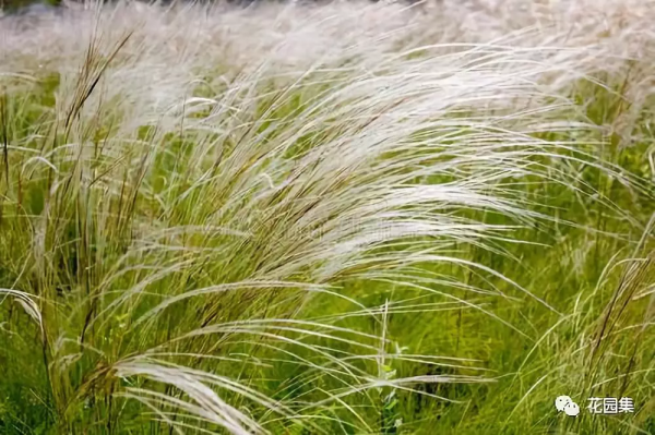 花園植物小百科 | 你的花園到底適合種什麼植物？對症下藥是關鍵