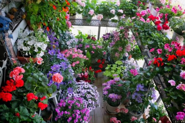 這幾種花不生蟲,養在家裡太省心了,一點藥不用,還長得葉綠花紅 這幾種花不生蟲,養在家裡太省心了,一點藥不用,還長得葉綠花紅