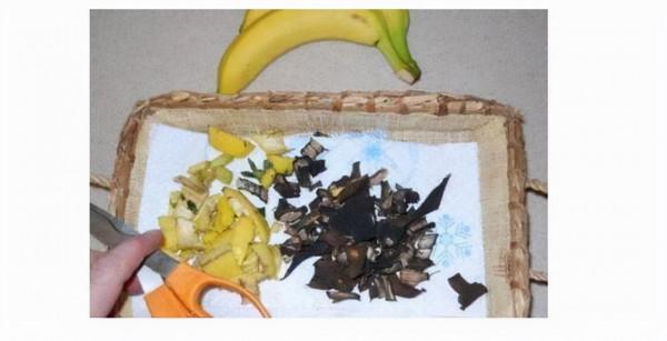 花期補充“磷肥”，只需兩根“香蕉”，花開爆盆，如此簡單