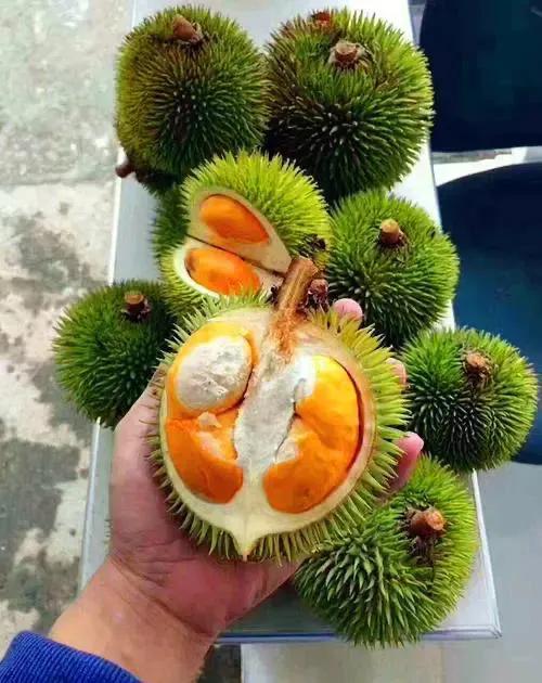 冷知識！檳榔致癌？肚臍裡的生物多樣性？地球的病毒比恆星還多？