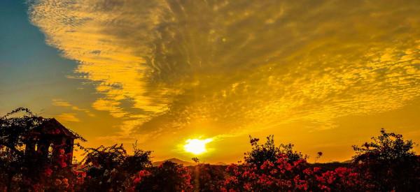 為什麼粵龍山被稱為三角梅王國？