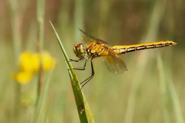 中國常見動植物(動物篇五)