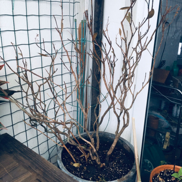 室內軟裝神器“馬醉木”，只需要一根樹枝，家裡氣質高八度