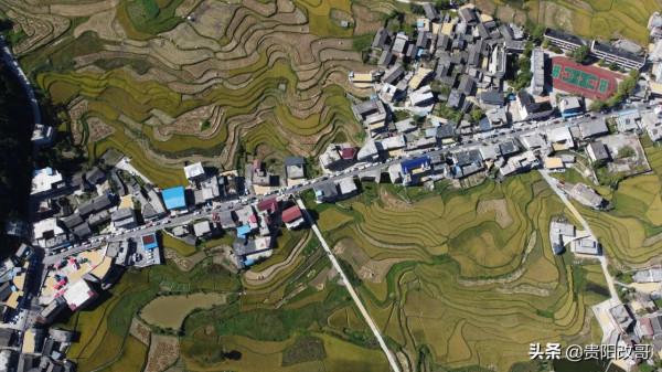 貴定臘利梯田黃了，農業觀光異常火爆