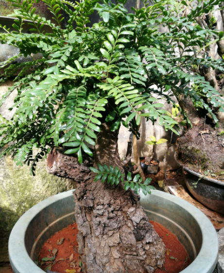 怎麼養清香木盆景才能變“萬元老樁”?大佬:別忽略植物的需求求 怎麼養清香木盆景才能變“萬元老樁”?大佬:別忽略植物的需求求