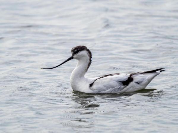 “海底撈”的高手-反嘴鷸 “海底撈”的高手-反嘴鷸