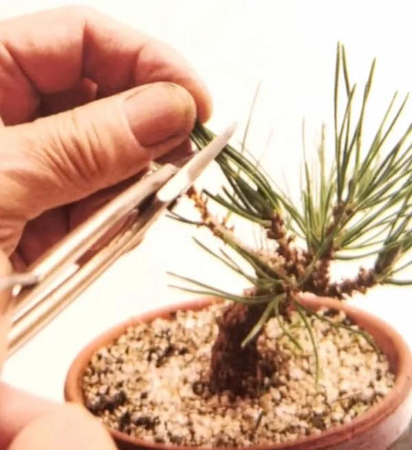 新手竟敢對黑松下手，18個月替它“逆天改命”，玩出盆景造型