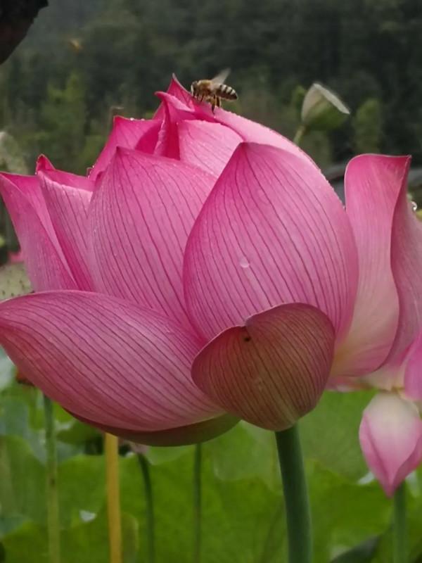 《道德經》:勝人者有力 《道德經》:勝人者有力