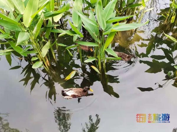 北京城中心的溼地公園，在這裡觸控老北京的脈搏，值得一去再去！