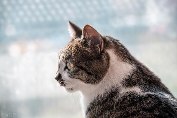 我的貓,教給我的四個美好品質 我的貓,教給我的四個美好品質