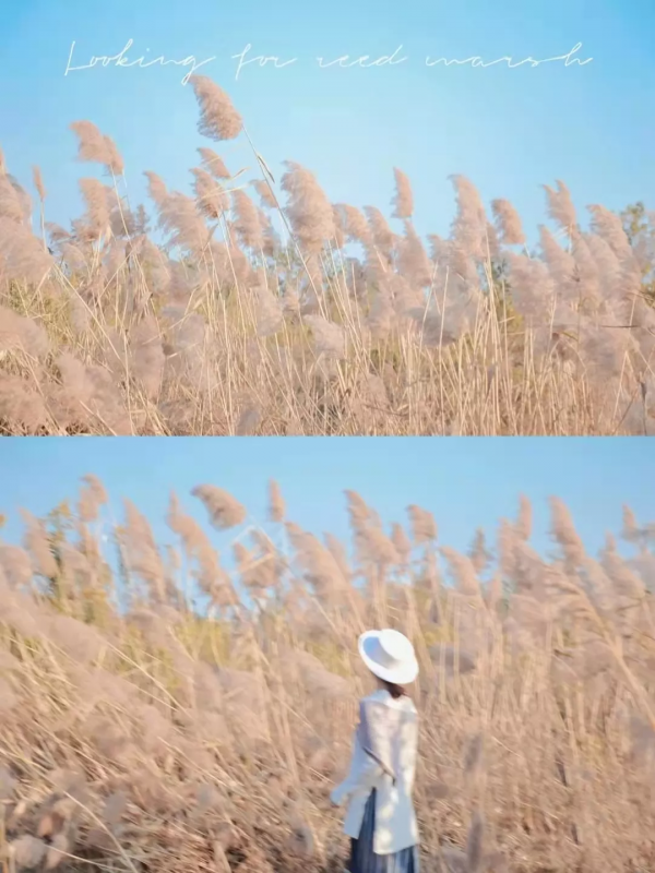 再不去看就晚了！山東6個小眾又絕美的賞蘆勝地，濃縮了整個冬日的浪漫！