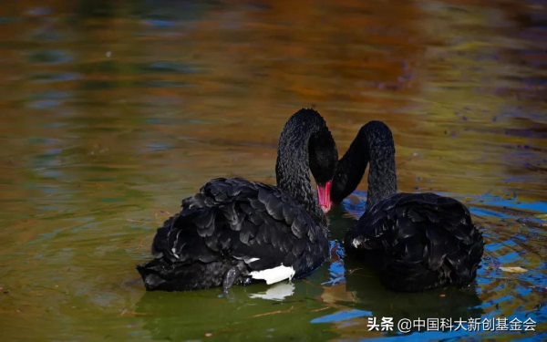 中國科大來了六隻黑天鵝 中國科大來了六隻黑天鵝