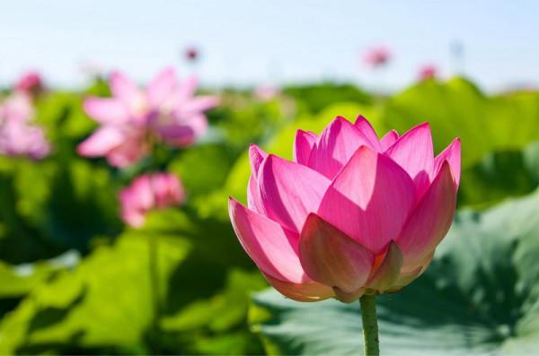 寧夏沙湖萬畝荷花競相開放