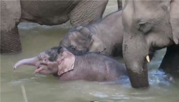 亞洲象群添新成員&OpenCurlyDoubleQuote;新年寶寶&rdquo;萌翻啦