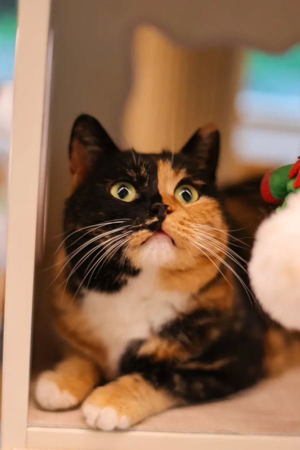 天團連連看，你的眼睛還好嗎？