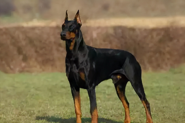 世界上被明令禁養的6大最兇猛的犬種,見到躲遠點!保護好生命 世界上被明令禁養的6大最兇猛的犬種,見到躲遠點!保護好生命