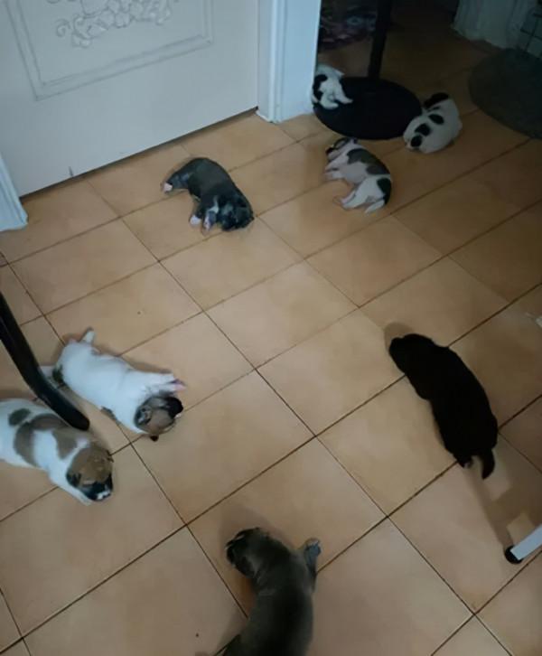 網友收留流浪狗一晚,第二天起來客廳擺滿八隻小奶狗,讓她笑哭 網友收留流浪狗一晚,第二天起來客廳擺滿八隻小奶狗,讓她笑哭