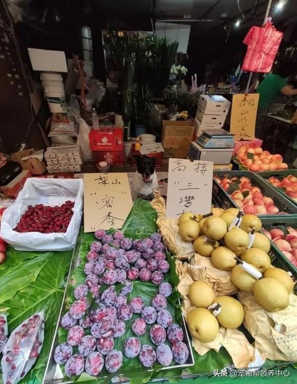 主人不檢討自己的錯誤,狗狗只能自食其力:我要到別家看吃的... 主人不檢討自己的錯誤,狗狗只能自食其力:我要到別家看吃的...