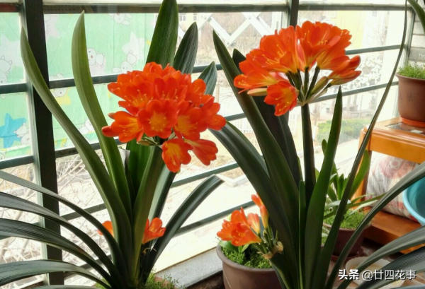 懂花的人,客廳不養“6類花草”,容易被笑話,家裡有的快處理 懂花的人,客廳不養“6類花草”,容易被笑話,家裡有的快處理