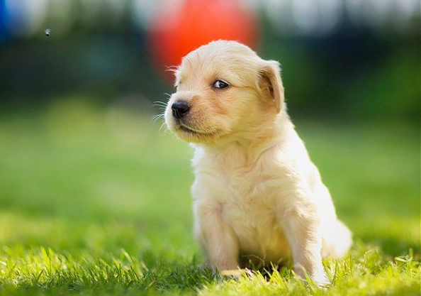 剛買回家的小狗晚上愛叫，是因為肚子餓嗎？那你就錯了