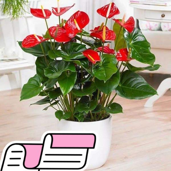 家裡光線差，就養17種“陰性花”，漂亮有格調，貴氣又吉利