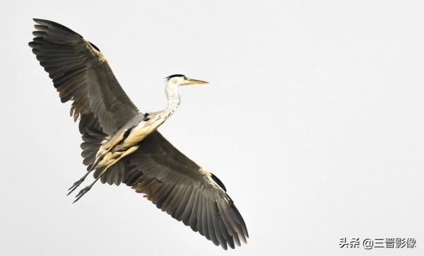 索尼A1相機體驗試拍結果：確實很強