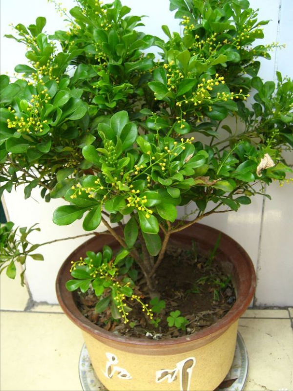 8種&OpenCurlyDoubleQuote;矯情&rdquo;年宵花，幹不得，澆不得，十有八九養不好