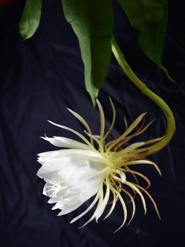 7種“美麗花”，但卻個個“不吉利”，養了很糟心，看看你養了沒