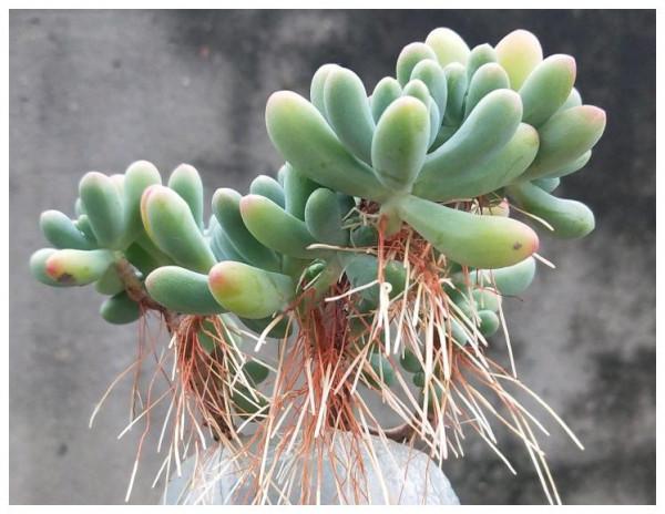 容易因多澆水而死的“18種花”，養不活都是由於手太勤