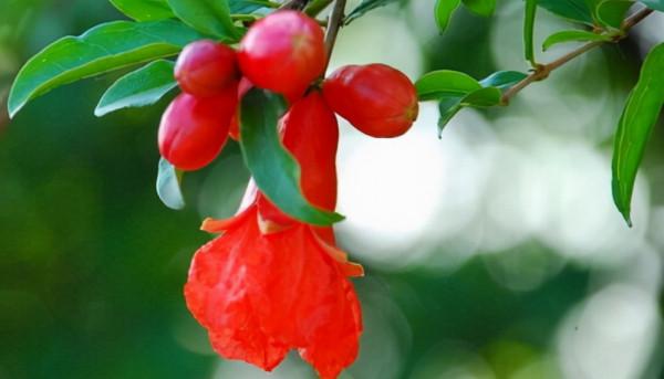 賈元春的象徵為什麼是石榴花？一個浮華、嬌豔、獻媚的悲劇人生